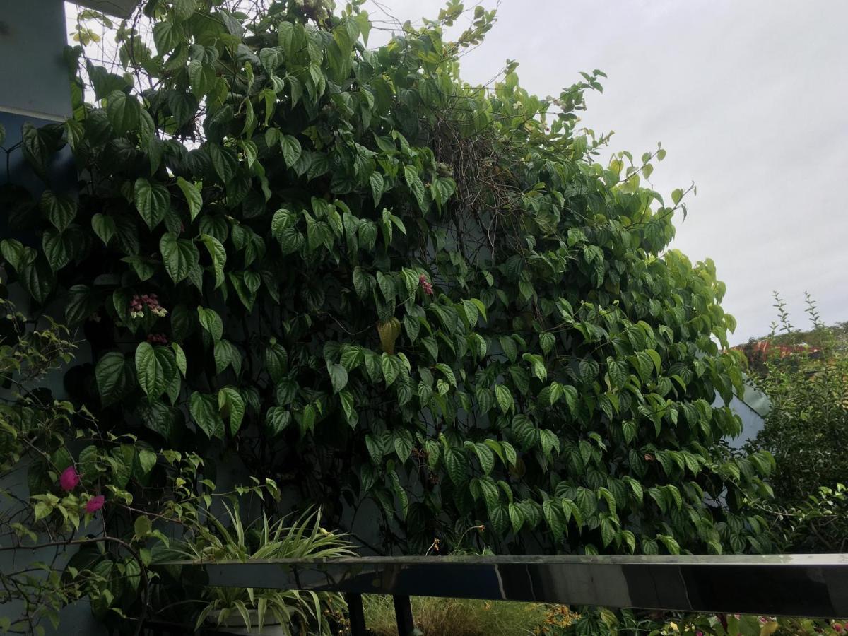 Cherry Garden Homestay Hoi An Eksteriør bilde
