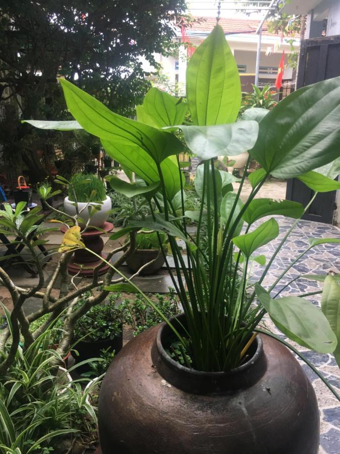 Cherry Garden Homestay Hoi An Eksteriør bilde