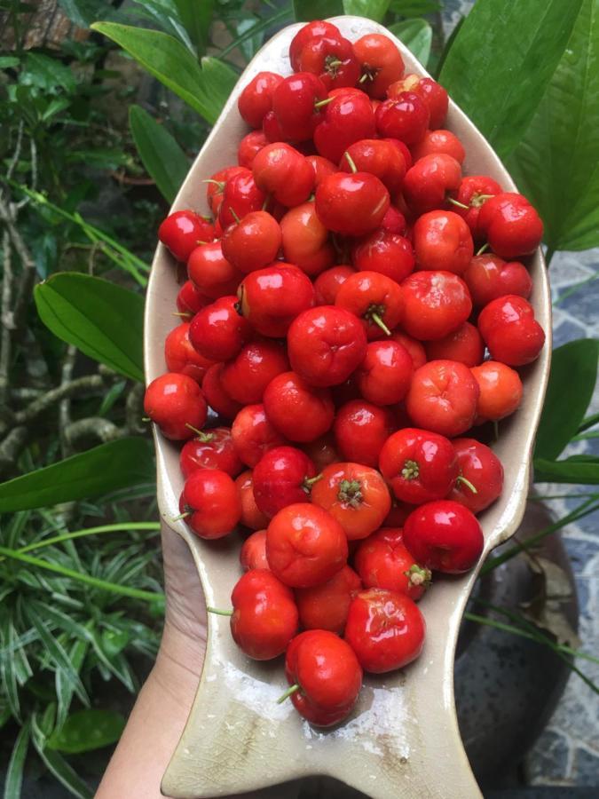 Cherry Garden Homestay Hoi An Eksteriør bilde